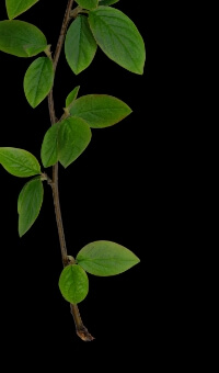 Some leaves