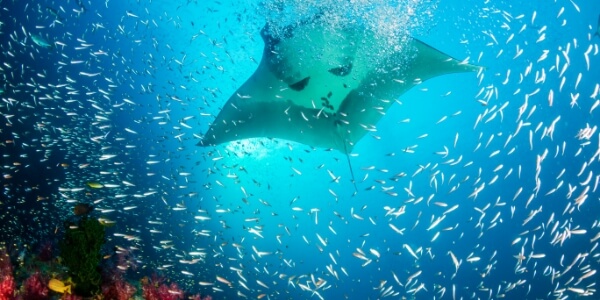 A view of some fish underwater.
